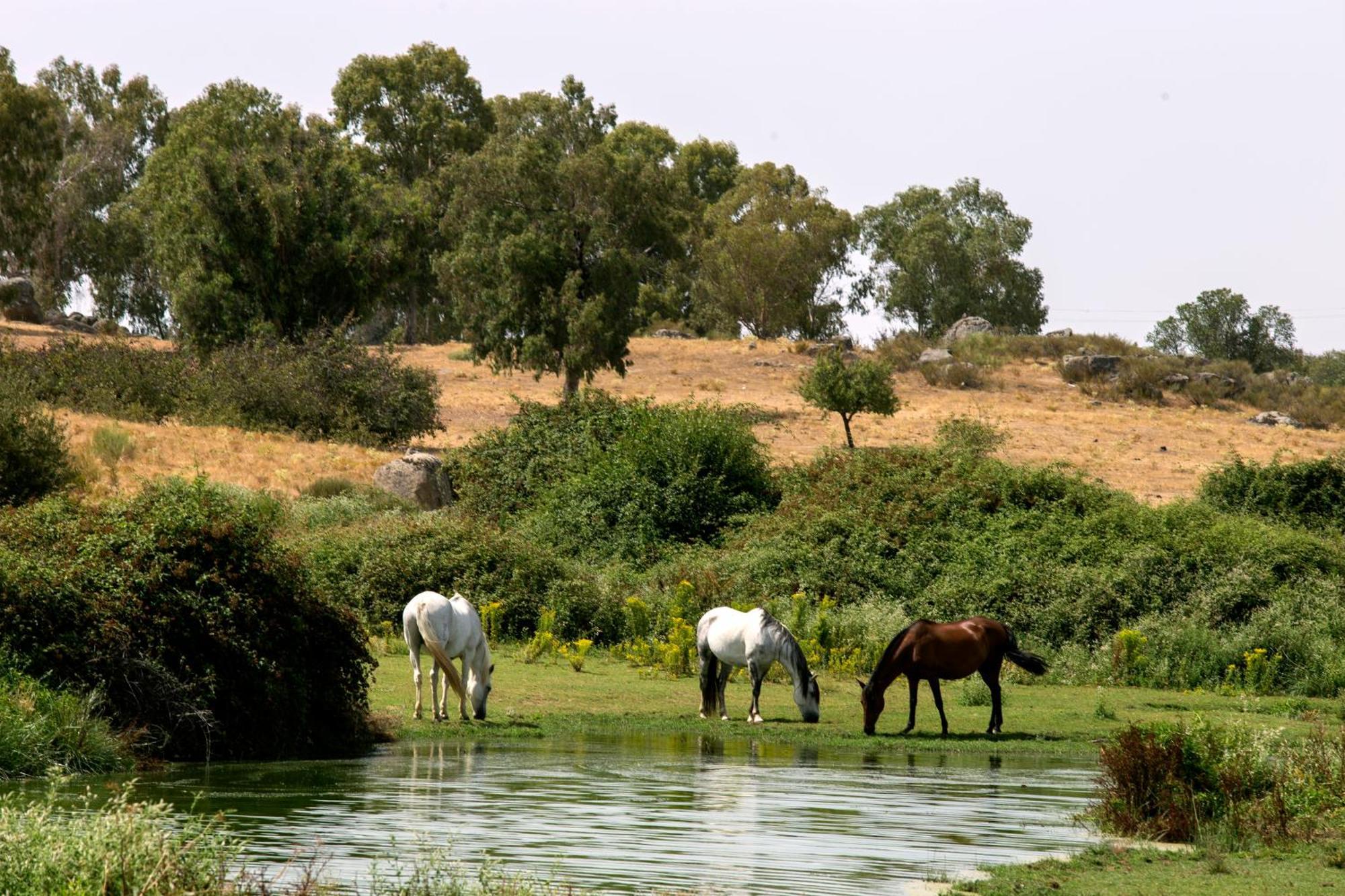 מלון Torrejón el Rubio Hospederia Parque De Monfraguee מראה חיצוני תמונה